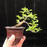 duranta (1).jpg