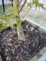 Acer Palmatum.jpg Acer Palmatum.jpg