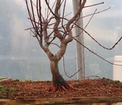 acer palmatum deshojo 2020 12 23 001.JPG