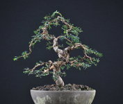 017_taxus_1.jpg