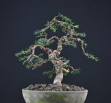 024_taxus_1.jpg