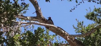 9-2-2019 1325 Woodpecker 2.jpg