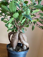 ficus root1.jpg