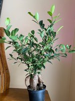 ficus1.jpg