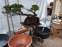 juniperus-sabina-bonsai-01.jpg