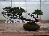 juniperus-sabina-bonsai-07.jpg