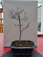 American elm 1.jpg