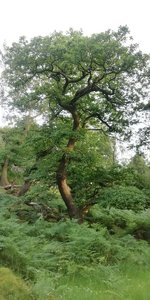 Padley Gorge Oak 01_01.jpg