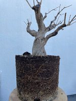 IMG_6237.jpg