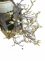 prunus mume contorta slant front 2D.jpg