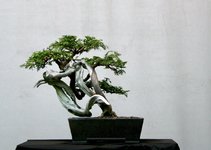 IMG_1346.jpeg