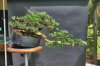 Parsoni juniper cascading branch 9+1+13 back.jpg