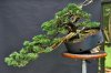 Parsoni juniper cascading branch 9+1+13 front.jpg