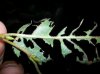birch leaf bottom.jpg
