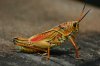 lubber463.jpg
