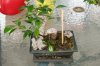 ficus1.jpg ficus1.jpg