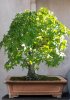 liquidambar in new rectangle unglazed pot.jpg