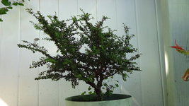 DSC01344.JPG