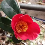 camellia new flower.jpg