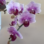 little purple orchid.jpg