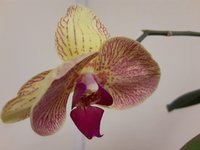 jan orchid.jpg