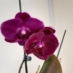 jan orchid3.jpg