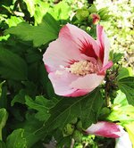 hibiscus-syr_170819a.jpg