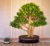 Tree 2 - Ficus Too Little - 201004 (1).png