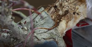 airlayer-approachgraft.JPG