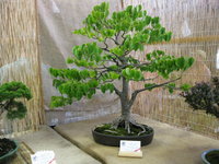 Little Leaf Linden Tilia cordata, Bill Struhar, 409.JPG