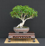 12 Struhar Ficus orientalis.JPG