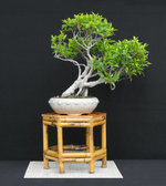 13 Struhar Ficus microcarpa 'Tigerbark'.JPG