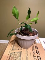 Ficus Bonsai Wiring 2.jpg