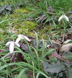 Galanthus-nivalis_210216a.jpg