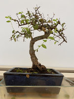 Bonsai.jpg