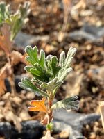seedling2.jpg