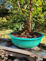 IMG_20201018_095210.jpg