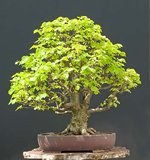 2008-07-NSC_5955ofv.jpg