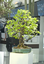 2010-04-NSC_9402v.jpg