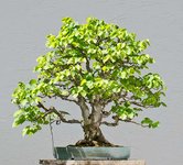 2017-07-SAL_9432w.jpg