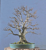 2021-02-TSC_2855ofx.JPG