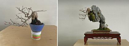 SHOHIN CASCADE OUT OF POT APRIL 2015_zps1rvyv4nt copy.jpg SHOHIN CASCADE OUT OF POT APRIL 2015_zps1rvyv4nt copy.jpg