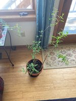 IMG_6832.jpg