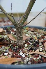 DSC04904-1.jpg