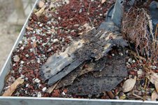 DSC04907-1.jpg