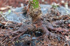 DSC04908-1.jpg