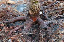 DSC04909-1.jpg