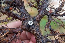 DSC04911-1.jpg