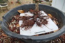 DSC04915-1.jpg