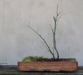 acer palmatum koto no ito 2021 02 24 (10).JPG